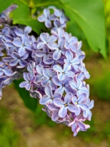 The lilac, Syringa vulgaris, is a species of flowering plant in the olive family Oleaceae. Syringa is a genus of up to 30-cultivated species with more than one-thousand varieties. And look at the beautiful lilac color.