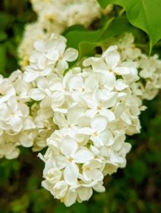 This lilac variety is pure white. Lilacs were introduced into Europe at the end of the 16th century from Ottoman gardens and arrived in American colonies a century later. To this day, it remains a popular ornamental plant in gardens, parks, and homes because of its attractive, sweet-smelling blooms.