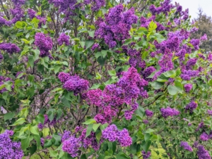 Here, one can see how prolific my lilacs are - so many sweet-smelling flowers along both sides of the allee - the fragrance is intoxicating.