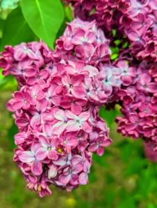 And, lilacs were grown in America’s first botanical gardens – both George Washington and Thomas Jefferson grew them.