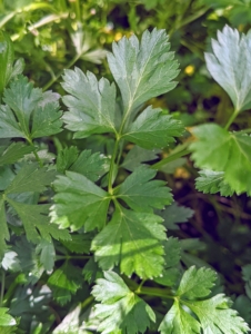 Here’s our parsley. Parsley is a flowering plant native to the Mediterranean. It derives its name from the Greek word meaning “rock celery.” Celery is a good source of vitamins A, C, and K. We grow flat leaf and curly parsley.