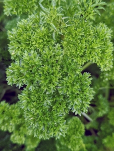 This is curly parsley. This comes from the same family, but curly parsley leaves are thicker and ruffled. Some also say its flavor is a bit stronger in curly parsley than in the flat-leaf varieties.