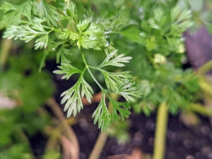 Parsley is one of the most commonly used herbs with its mild flavor and pleasant aroma.