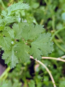 Cilantro, Coriandrum sativum, is also known commonly as coriander or Chinese parsley. Coriander is actually the dried seed of cilantro. Cilantro is a popular micro-green garnish that complements meat, fish, poultry, noodle dishes, and soups.