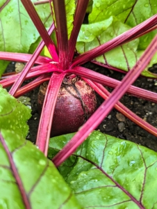 Look at this beet - ready to pick! Beets are sweet and tender – and one of the healthiest foods. Beets contain a unique source of phytonutrients called betalains, which provide antioxidant, anti-inflammatory and detoxification support.