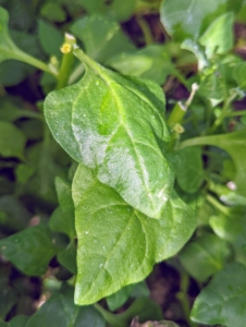 New Zealand spinach is a trailing plant that forms a mat of triangular soft fleshy foliage. It is not the same as true spinach, in fact the two plants are not related but can be used fresh or cooked in the same way.