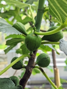Last summer, my gardeners planted five of my fig trees in the vegetable greenhouse where they can live all year long in a controlled setting. If you enjoy growing an unusual fruit crop that’s delicious and nearly trouble free, consider figs. Figs will grow well unprotected in zones 8 to 10, and also in colder areas if given good care and proper winter protection.