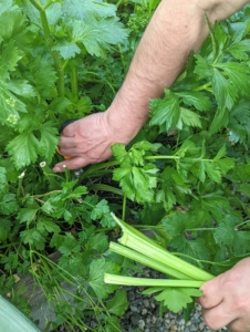 I also use a lot of celery in my green juice. Here is Enma picking several stalks along with their nutritious leaves.