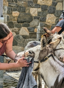Helen cleans their faces with another damp cloth. As warmer weather sets in, the donkeys will be washed as much as once a week.