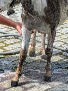 Helen rinses every leg thoroughly – so much dirt can accumulate in their coats.