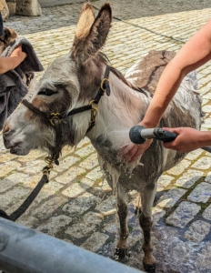 Then it's rinse time. The shampoo is very gentle and soothing to the skin. After they are completely lathered up, Helen and Dolma will wait a few minutes to allow the shampoo to soak into the coats. The donkeys are rinsed multiple times to be sure they are thoroughly clean and soap-free.