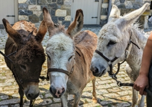 All done, my sweet donkeys - Rufus, Truman "TJ" Junior, and Clive are all very clean. As a treat, Dolma walks the trio over to some fresh grass to let them graze for a few minutes before returning to their stall.