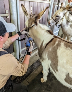 Helen uses smaller clippers to get into tighter spots, such as near the mane and neck. She is very careful in areas with looser skin. The donkeys are very accustomed to getting their coats clipped, so they remain quite calm during the entire process.