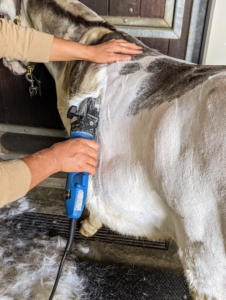 In this photo, one can see the fur as it is taken off. A medium blade is used on the clippers for all the donkeys. It’s also important to stop every few minutes to brush any loose hair from the clipper head and vent. This will help to prevent the clippers and blades from getting too hot.