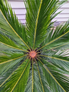 This is the top view of a young sago palm - also in a faux bois planter. The sago palm, Cycas revoluta, is a popular plant known for its feathery foliage and ease of care. Native to the southern islands of Japan, the sago palm goes by several common names, including Japanese palm, funeral palm, king sago or just plain sago palm. The plant is not a true palm, despite its common name, but a cycad, part of a prehistoric class of plants. It produces a whorl of dark green, feather-like fronds on its trunk. The pinnate leaves are typically about four to five feet long at maturity, and nine-inches wide, reaching their greatest length when grown in partial shade.