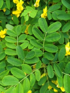 The pea shrubs bear pinnately compound light green leaves.