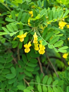 And small, delicate yellow pea-like flowers. Flowers are bright yellow, and about ¾ inch long.