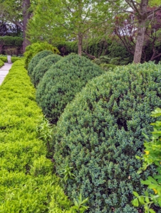The boxwood shrubs down the center of the garden are carefully groomed with tapered tops. Boxwood is naturally a round or oval shaped shrub that can reach up to 15 feet in height.