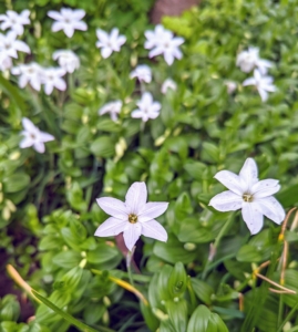 Ipheion uniflorum, commonly called spring starflower, is native to Argentina and Uruguay and features grass-like foliage and solitary star-shaped flowers on six inch tall stems. Flowers range in color from almost white to violet blue. Flowers have a mild spicy fragrance, and the foliage when bruised emits an oniony aroma.