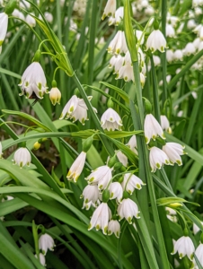 This bed is filled with Leucojum vernum – the spring snowflake, a perennial plant that grows between six to 10 inches in height and blooms heavily in early spring.