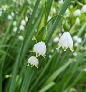 The plant produces green, linear leaves and white, bell-shaped flowers with a green edge and green dots. Don’t confuse them with Snowdrops. The Snowflake is a much taller growing bulb which normally has more than one flower per stem. Snowdrops have helicopter-like propellers that are green only on the inner petals.