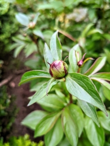 And it's a bit of a tease, but soon the tree peonies will all be blooming. Tree peonies are larger, woody relatives of the common herbaceous peony, growing up to five feet wide and tall in about 10 years. They are highly prized for their large, prolific blooms that can grow up to 10 inches in diameter.