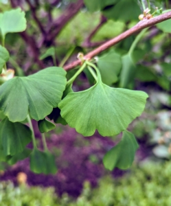 The ginkgo leaves are unusually fan-shaped, up to three-inches long, with a petiole that is also up to three-inches long. This shape and the elongated petiole cause the foliage to flutter in the slightest breeze. Ginkgo leaves grow and deepen color in summer, then turn a brilliant yellow in autumn.