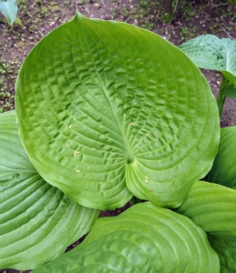 Look at the giant leaves of this hosta.