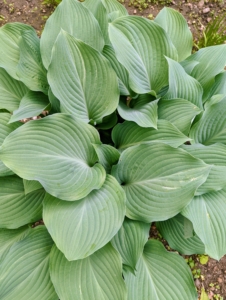 All the hostas are also growing quickly. Hostas are a perennial favorite among gardeners. Their lush green foliage varying in leaf shape, size and texture, and their easy care requirements make them ideal for many areas. Hosta is a genus of plants commonly known as hostas, plantain lilies and occasionally by the Japanese name, giboshi. They are native to northeast Asia and include hundreds of different cultivars.