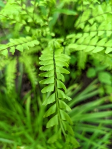 The ferns are looking so vibrant this time of year and they grow taller every day. These graceful perennials are easy to grow, long-lived, and require very little care. They come in a variety of leaf colors, shapes, and sizes. I have many, many ferns here at the farm.