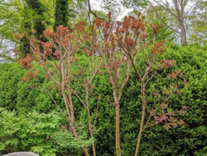 Cotinus, also known as smoketree or smoke bush, is a genus of two species of flowering plants in the family Anacardiaceae, closely related to the sumacs. They are a great choice for massing or for hedges.