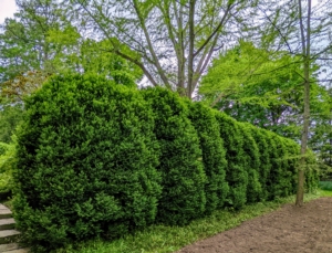 Most of the garden is surrounded by a tall American boxwood hedge. And because the Summer House faces a rather busy intersection, the wall of boxwood provides a good deal of privacy.