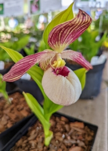 This particular booth was run by Hillside Nursery, a small nursery, plant culture lab, and research facility in Shelburne Falls, Massachusetts. I visit this tent every year. This is Cypripedium 'Tilman' - a rare orchid hybrid with a creamy ivory pouch and burgundy interior along with a striped yellow and red hood and tendrils.