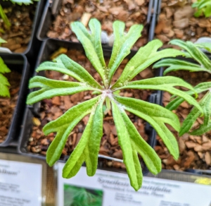You may be familiar with this if you follow my blog - I have many of these plants in my shade gardens. This is Syneilesis aconitifolia, the Shredded Umbrella Plant. Hillside Nursery sold all their umbrella plants this year.