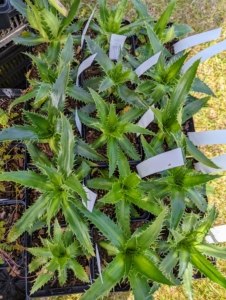 Trade Secrets has so many beautiful plant specimens from which to choose. Issima had flats of these - Eryngium avavifolium, a South American sea holly with apple green, serrated, elongated leaves rising from a central rosette.