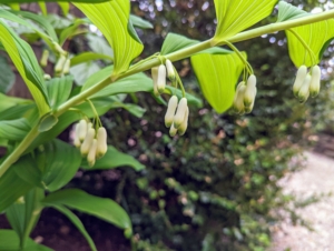 Polygonatum, also known as King Solomon's-seal or Solomon's seal, is a genus of flowering plants in the family Asparagaceae. This plant reaches 12 inches to several feet in height, blooming in April through June with white bell-shaped blossoms below attractive, arching stems. Flowers become bluish black berries in late summer and the ribbed foliage turns a golden yellow in autumn.