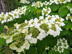 Patsy's Japanese viburnum is blooming so beautifully. This bush blooms profusely in mid- to late spring, with white flowers held in flat-topped clusters reaching about four inches wide. On many varieties these clusters contain showy, five-petaled infertile flowers that surround small fertile flowers.