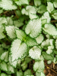 Lamium 'Beacon Silver' is a semi-evergreen perennial commonly called spotted deadnettle. It is an herbaceous plant with a low-growing, mat-forming, and spreading habit of heart-shaped, silvery leaves with narrow green edges.