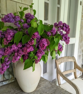 On a rustic wooden table on the other side of the porch is this vase of lilacs – it adds just the right amount of color. All the lilacs are blooming so wonderfully this season. I hope you saw my recent blog on the lilac allee at my farm.