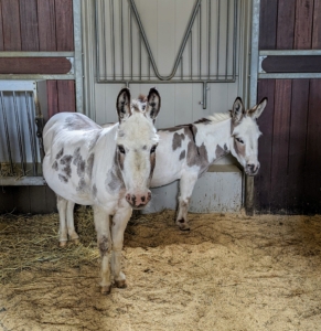 What a big difference! Billie and "JJ" look much cooler already. These girls have such shiny coats too – this is always a sign of good health and proper nutrition. After their haircuts, they are placed back in their stall while the boys get done.
