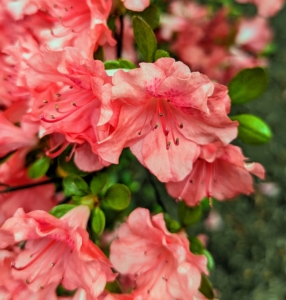 Azaleas have short root systems, so they can easily be transplanted in early spring or early fall. just be careful not to plant too deep, and water thoroughly after transplanting.