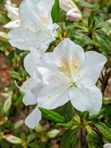 Azalea flowers can be single, hose-in-hose, double or double hose-in-hose, depending on the number of petals.
