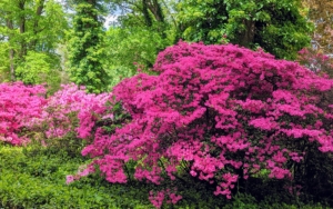 This azalea is one of my mature specimens - it continues to flourish year after year. It is important when planting azaleas to consider the specimen's mature height. Some azaleas, including native types, can reach towering heights of 20 feet or more. Dwarf azaleas grow two to three feet tall, and many garden azaleas stay four to six feet in height with as wide a spread.