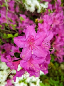 Azaleas are native to several continents including Asia, Europe, and North America. These plants can live for many years, and they continue to grow their entire lives.