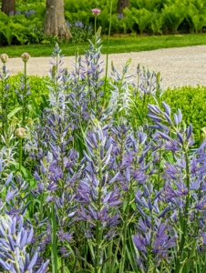 The most prominent plant right now is the Camassia - it's blooming profusely and so beautifully.