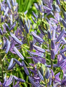 In the garden, Camassia blooms in late spring, after the daffodils and just before the peonies and other early summer perennials. Camassia is incredibly valuable since it naturalizes well when left undisturbed in a good spot.