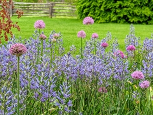 Alliums are often overlooked as one of the best bulbs for constant color throughout the seasons. They come in oval, spherical, or globular flower shapes, blooming in magnificent colors atop tall stems.