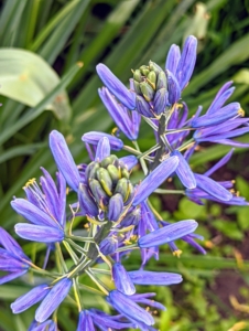 Camassia is also known as camas, wild hyacinth, Indian hyacinth, and quamash. The bulbs are winter hardy in zones 4 to 8 and both the plant and the bulbs are resistant to deer and rodents.
