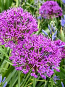 An allium flower head is a cluster of individual florets and the flower color may be purple, white, yellow, pink, or blue.