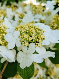 The delicate flowers of a doublefile viburnum look very similar to the flat flowers of the lacecap hydrangea. It blooms in April with two to four-inch clusters of small fertile flowers edged with large, sterile flowers, giving the lacecap effect.